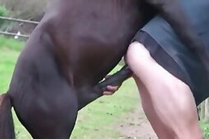 Zoo Porn Dog